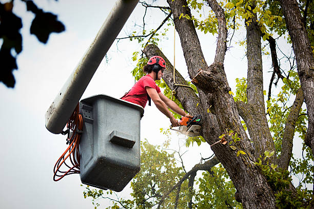 Reliable Beloit, OH Tree Removal and Landscaping Services Solutions